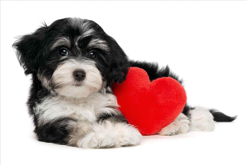 Happy Valentines Day Puppy. Your Meme Source, Valentine Dog HD ...