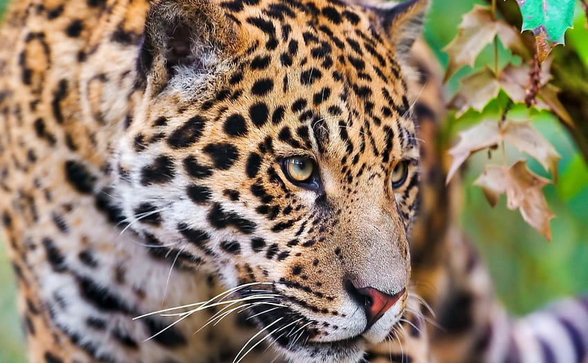 *** Jaguar ***, animal, animaux, chats, chat, sauvage Fond d'écran HD