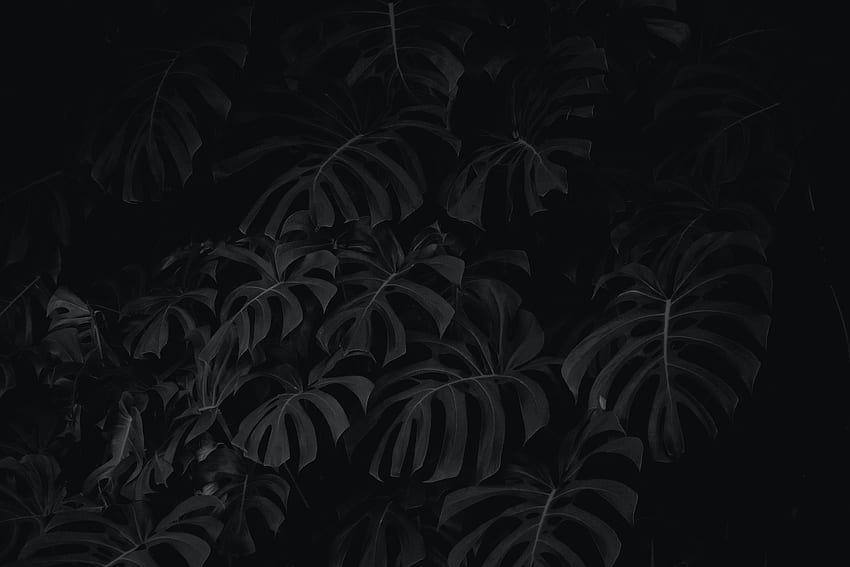 Leaves, Plant, Bw, Chb HD wallpaper