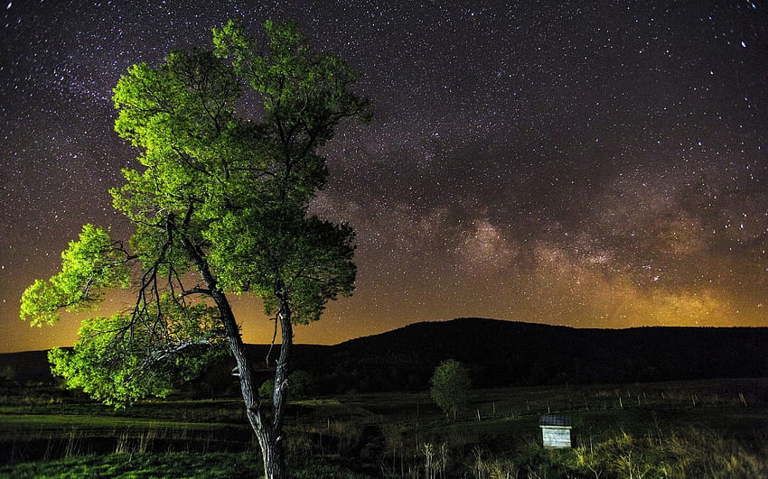 ธรรมชาติ ท้องฟ้า ดวงดาว กลางคืน ไม้ ต้นไม้ วอลล์เปเปอร์ HD