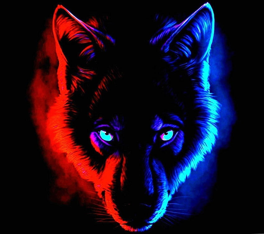 赤と青のオオカミ Wolf .Pro、黒赤青 高画質の壁紙