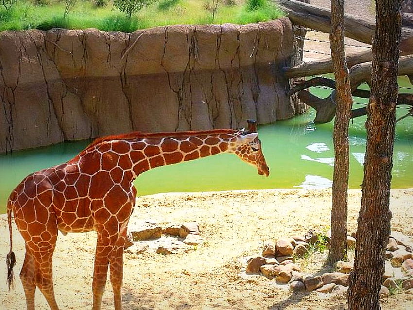 Day @ The Zoo, day, gorgeous, dallas, giraffe, water, zoo HD wallpaper