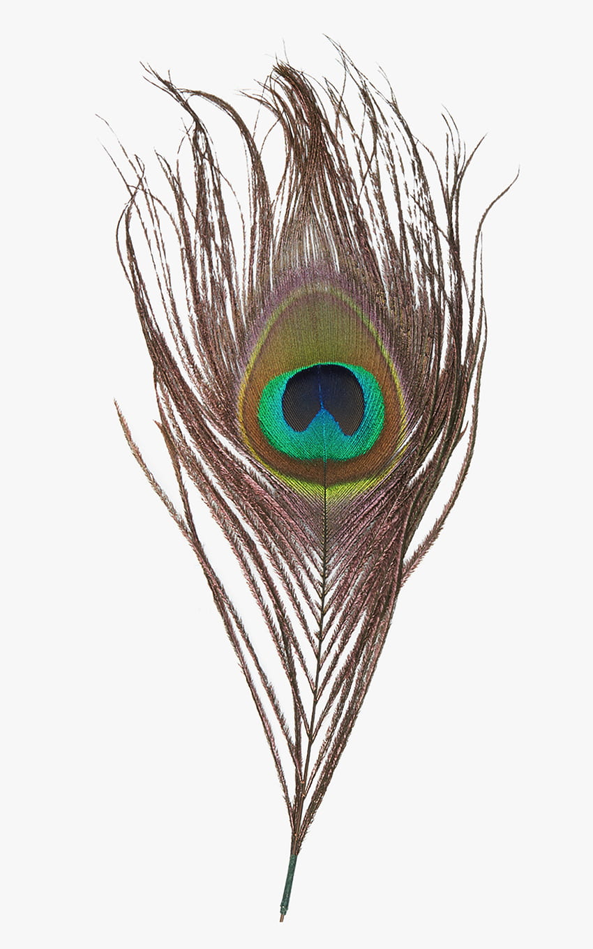 Peacock Feather Png Transparent - クジャクの羽 Png, Transparent Clipart, Mor Pankh HD電話の壁紙