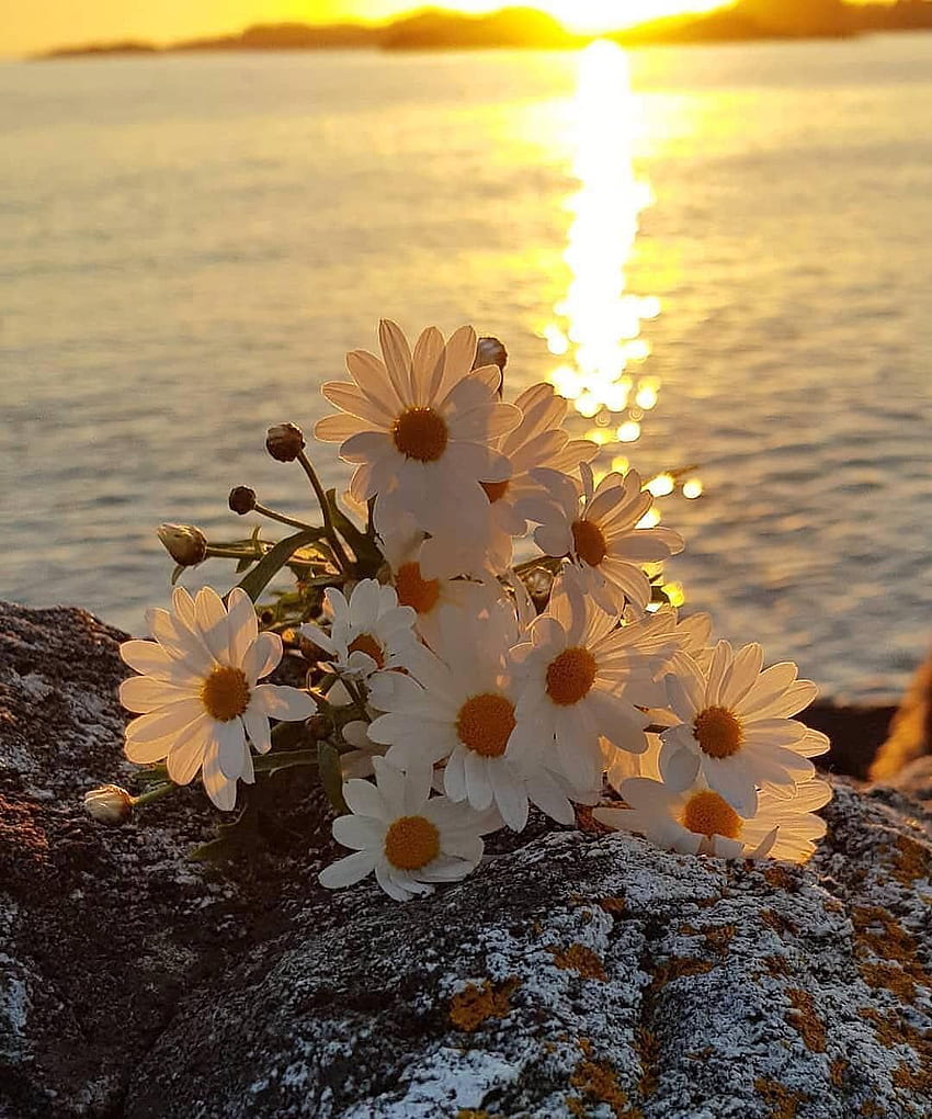 Hermoso amanecer. Latar belakang, Bunga daisy, Bunga mentiroso, Flower Sunrise fondo de pantalla del teléfono