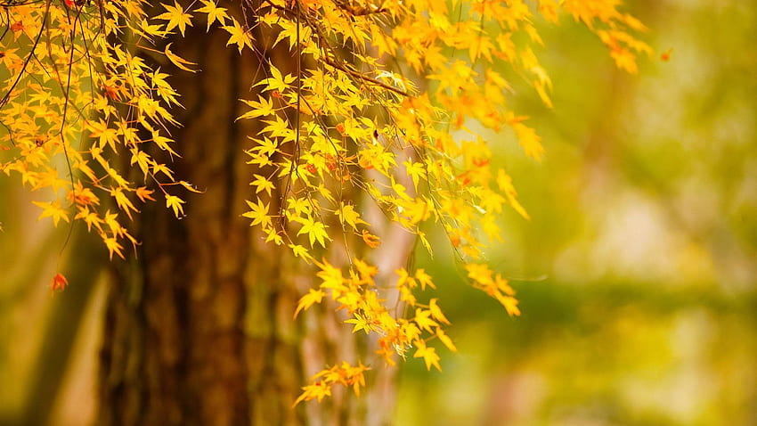 Autumn tree yellow leaves nature scenery [] for your , Mobile & Tablet. Explore Yellow Tree . Yellow Tree , Tree HD wallpaper