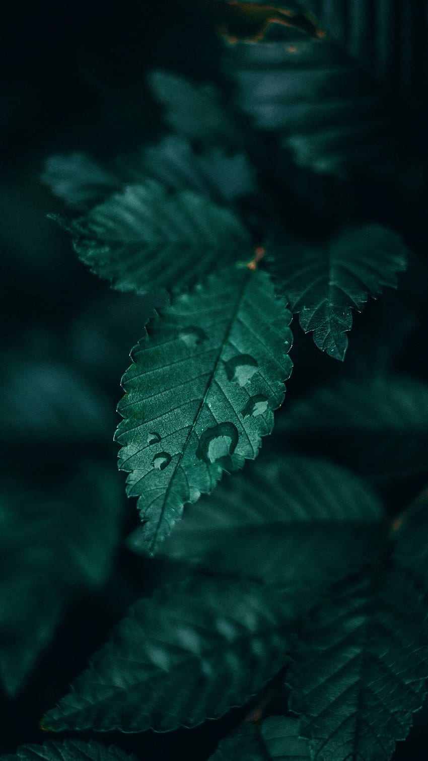 Nature Dark Green Aesthetic, Dark Leaves Aesthetic HD phone wallpaper