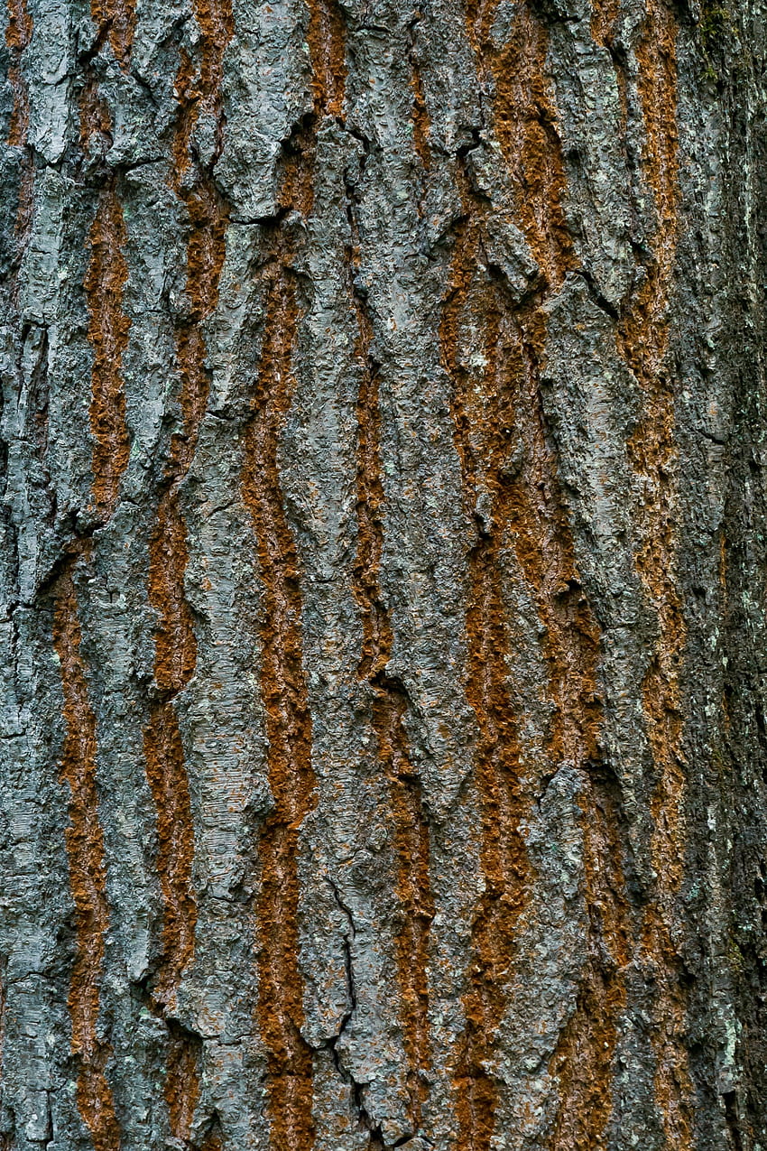 Wood, Tree, Texture, Textures, Crack, Bark HD phone wallpaper