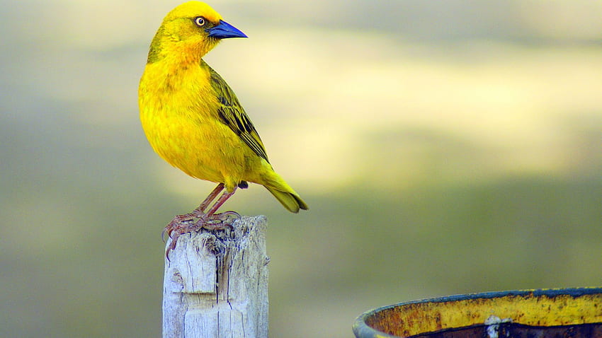 Perching Yellow and Blue Short Beak Bird HD wallpaper
