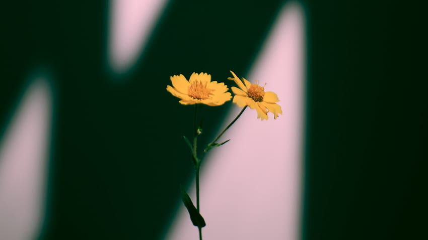 Flowers, Yellow, Plant, Shadow - Field Marigold - , Plant Shadow HD wallpaper