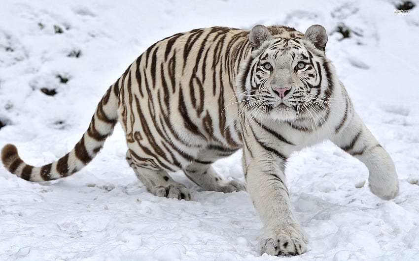 Biały Tygrys Dla - Dziecko Białych Tygrysów W Śniegu, Słodkie Dziecko Białe Tygrysy Tapeta HD