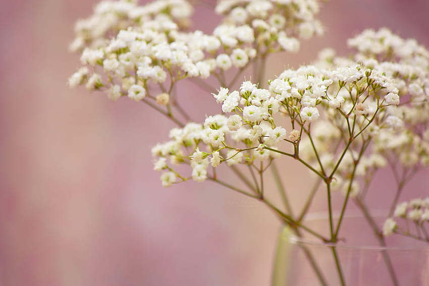 Branch baby&;s breath flowers white small HD wallpaper
