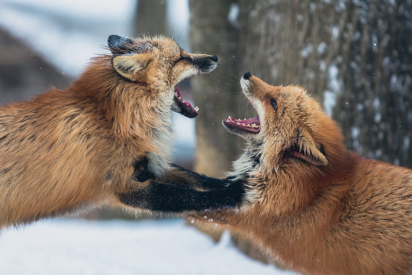 Animals, Fox, Aggression, Couple, Pair, Playful HD wallpaper