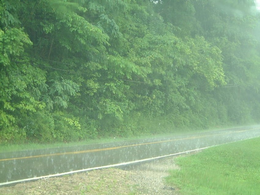 Дъжд на улицата, природа, дъжд, гора, мъгла HD тапет