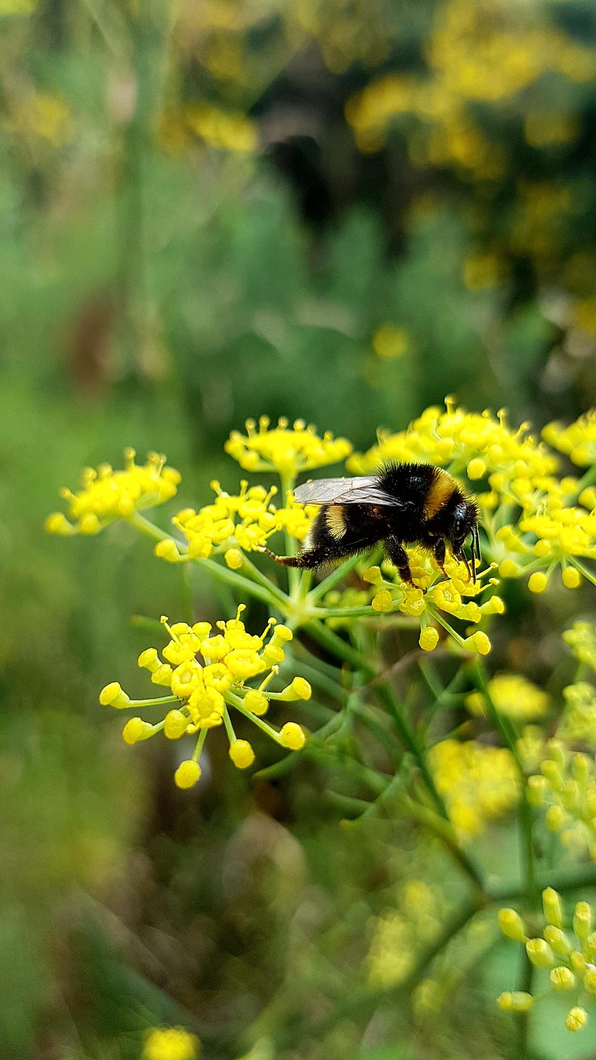 Close up of bee HD phone wallpaper | Pxfuel