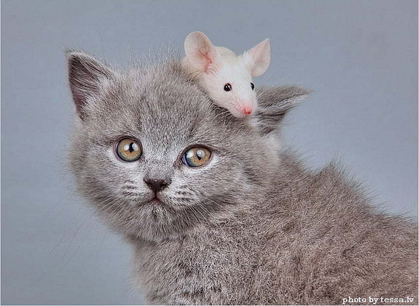 猫とネズミ、子猫、甘い、白、ファーボール、キティ、かわいい、猫、頭、ふわふわ、マウス、愛らしい 高画質の壁紙