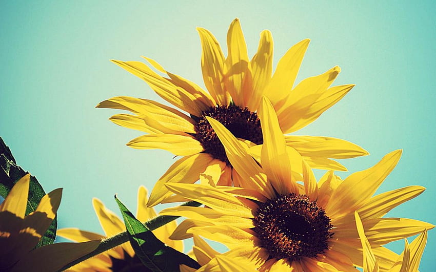 Sunflowers, nature, flowers, yellow HD wallpaper