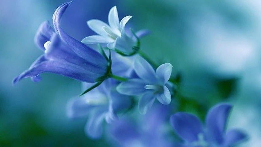 ❀⚘Always Dream of Me⚘❀, blue, alluring, dreams, moments, unforgettable, fragile, delicate, comforting, love, flowers, romantic, bliss, memories HD wallpaper