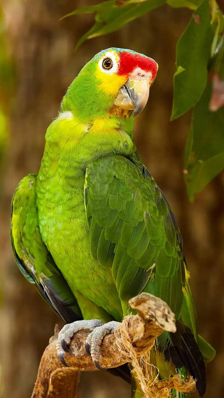 green parrot HD phone wallpaper