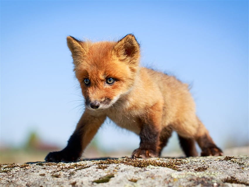 Baby Fox - Red Fox Pup HD тапет
