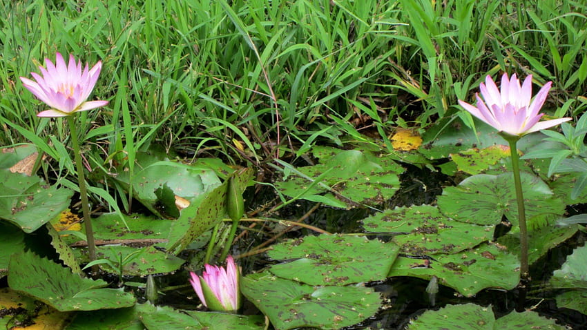 Лотос, трева, листа, езеро HD тапет