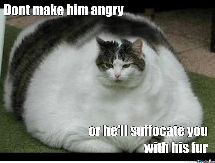 Citações de gato muito gordo. CitaçõesGram, Memes engraçados de gatos papel de parede HD