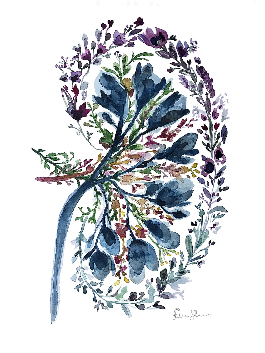Floral Kidney Watercolor Print - Floral Abstract Kidney - Transplant Art - Nephrology Art - Medical Art - Medical Gift - Graduation gift. Medical artwork, Anatomy art, Human anatomy art HD phone wallpaper
