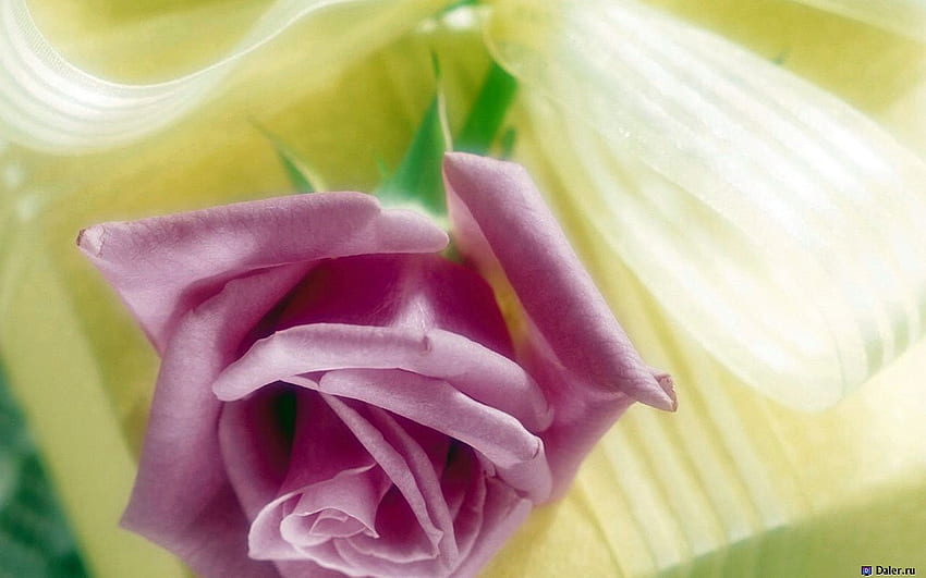 보라색 장미, 자연, 꽃, 보라색 장미, 아름다움 HD 월페이퍼