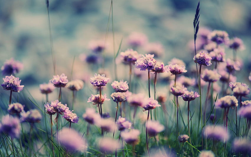 Flowers, Grass, Summer, Macro, Bloom HD wallpaper