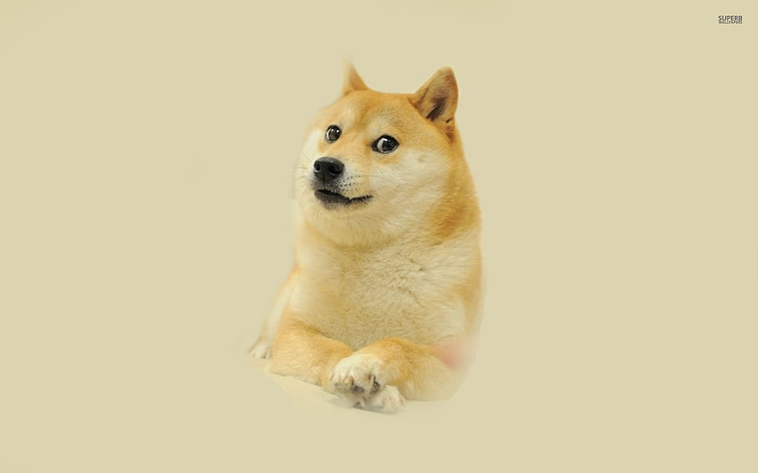 Doge Meme iPhone Doge Meme Ipho - Dog Doge - -, Doggo Meme HD duvar kağıdı