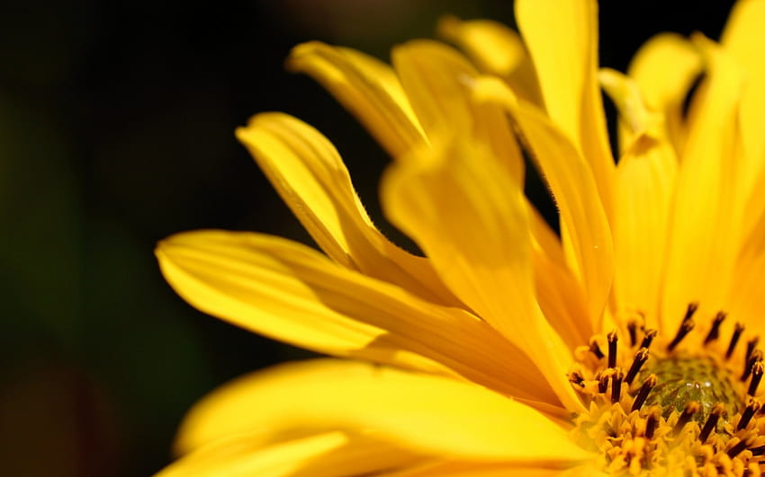 Yellow flower, orange, petal, sunflower, leaves, plant, life, flower, bright, yellow, nautre, flowers, blossom HD wallpaper