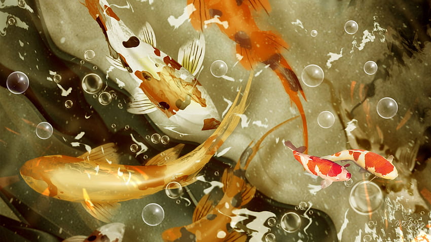 Koi fish 3D Ultra for android Koi fish 3D Ultra 10 [] for your , Mobile & Tablet. Explore Koi Pond Live HD wallpaper