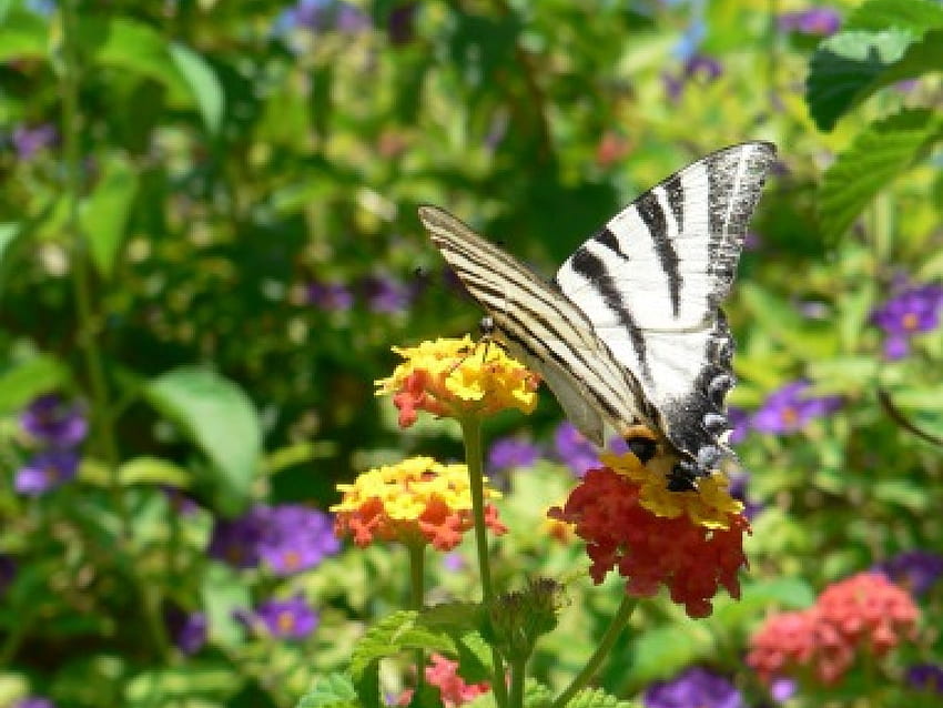 borboleta e flores coloridas, plantas, borboleta, druffix, natureza, flores, voar, schmetterling papel de parede HD