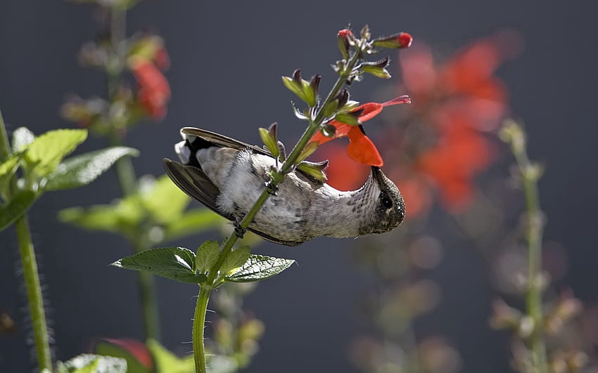 Animals, Food, Humming-Birds, Flower, Bird, Stem, Stalk, Little Bird, Birdie, Nectar HD wallpaper