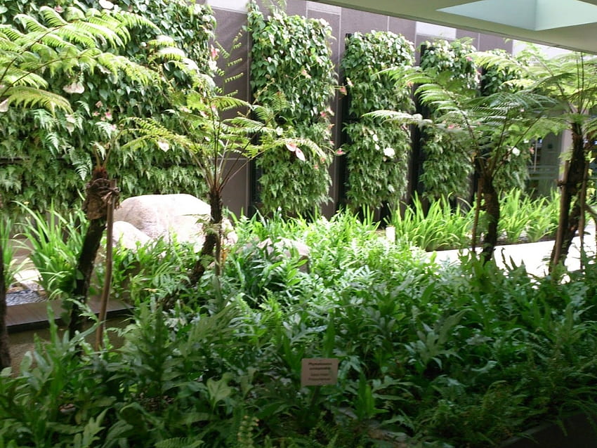 jardín verde, plantas, verde, arbustos, árboles, jardín, naturaleza fondo de pantalla