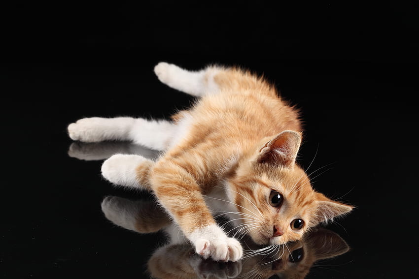 Animals, Reflection, Kitty, Kitten, To Lie Down, Lie HD wallpaper