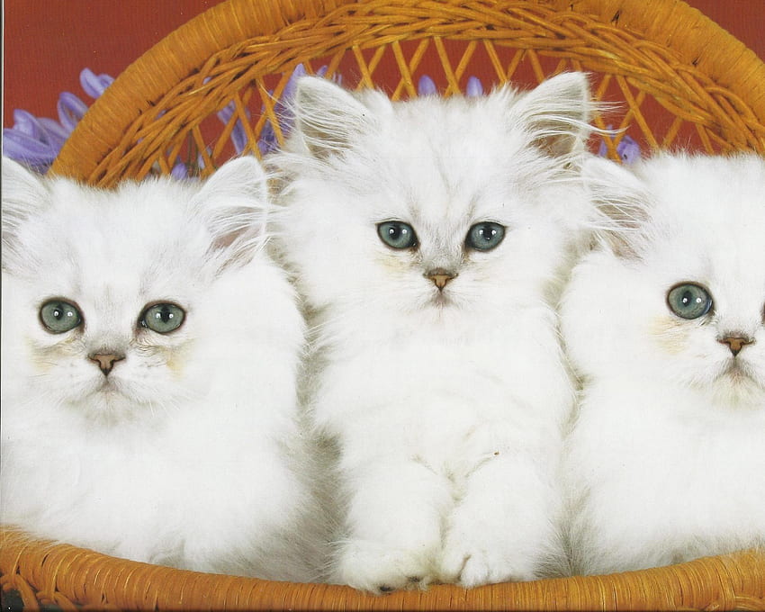 Three kittens, basket, white, green, cute, paws, kittens HD wallpaper
