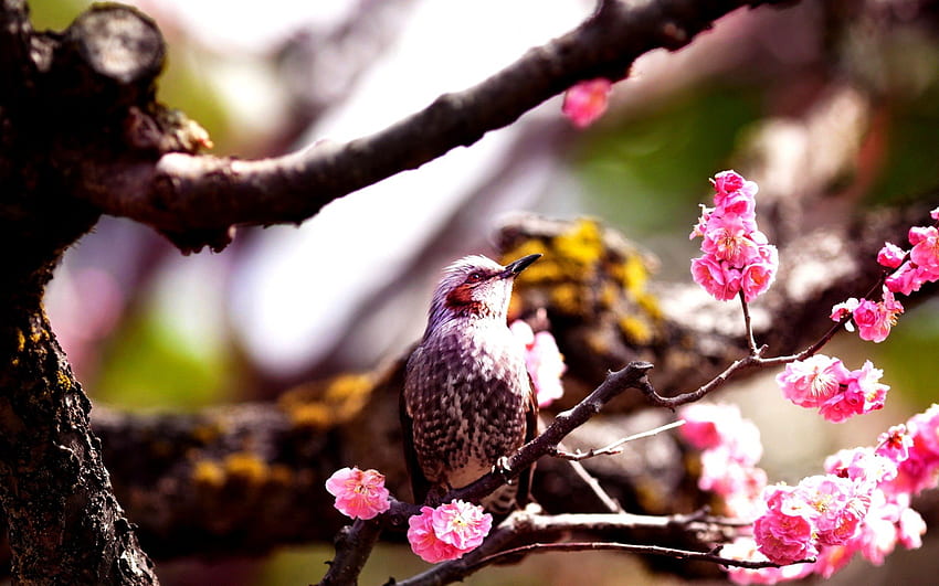 SPRING BIRD, branch, bird, flowers, spring, tree HD wallpaper