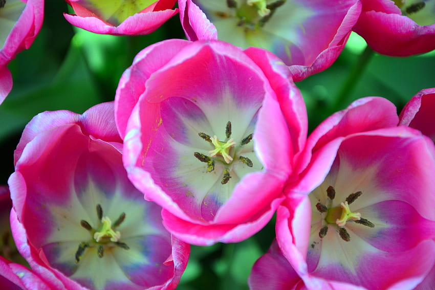 flores, rosa, tulipanes, primer plano, yemas fondo de pantalla