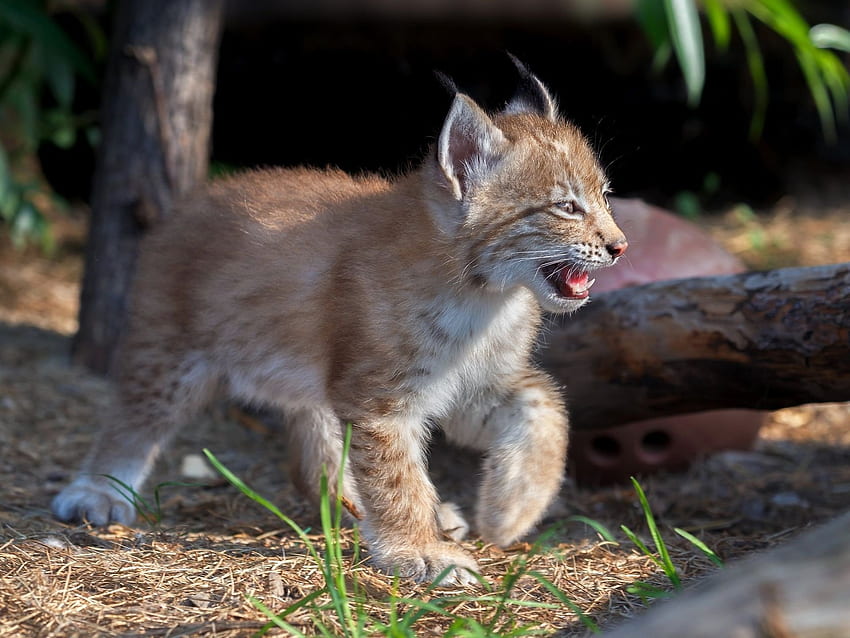 Lynx, binatang, anak, kaki Wallpaper HD | Pxfuel