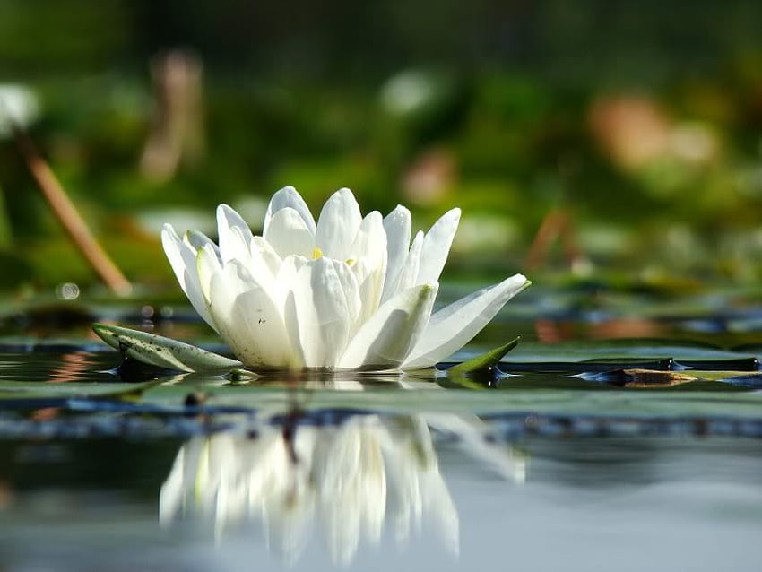Lily Pad Flower, biały, płatki, kwiat, lilia Tapeta HD