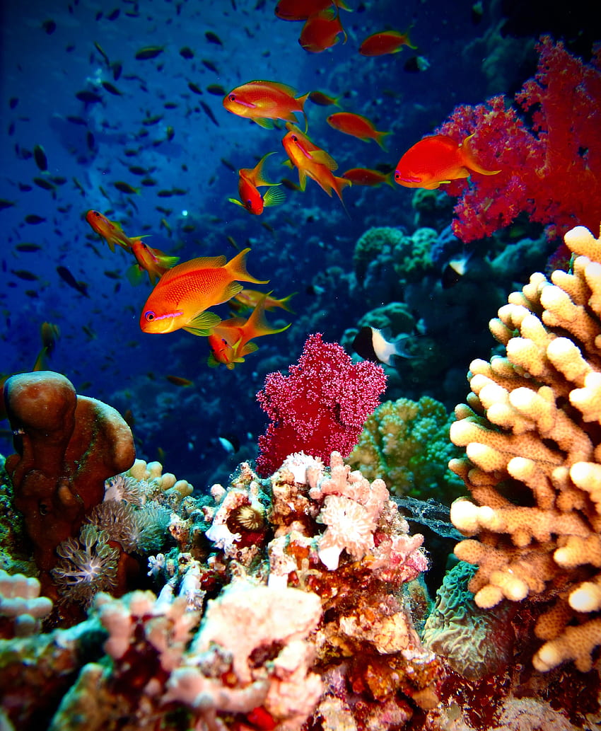 동물, 산호, 수족관, 물고기, 암초 HD 전화 배경 화면
