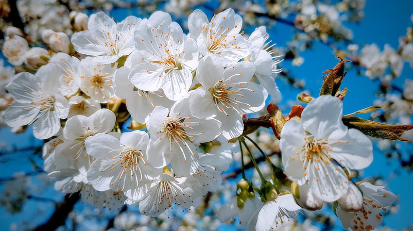 Biały, z bliska, wiśniowe drzewo, wiosna, okwitnięcie Tapeta HD