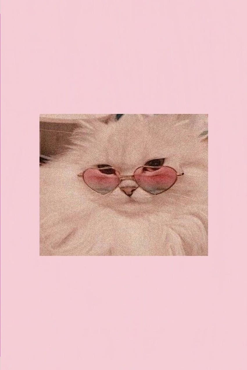Aesthetic Pink Cute Cat Cartoon HD phone wallpaper