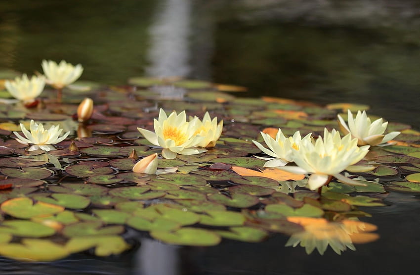 Blumen, Wasser, Blätter, Seerosen, Reflexion, Blendung HD-Hintergrundbild