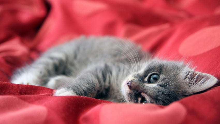 Cute Kitten Full, gattino, carino, rosso pieno Sfondo HD