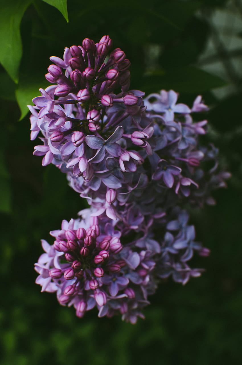 Flowers, Lilac, Bush HD phone wallpaper