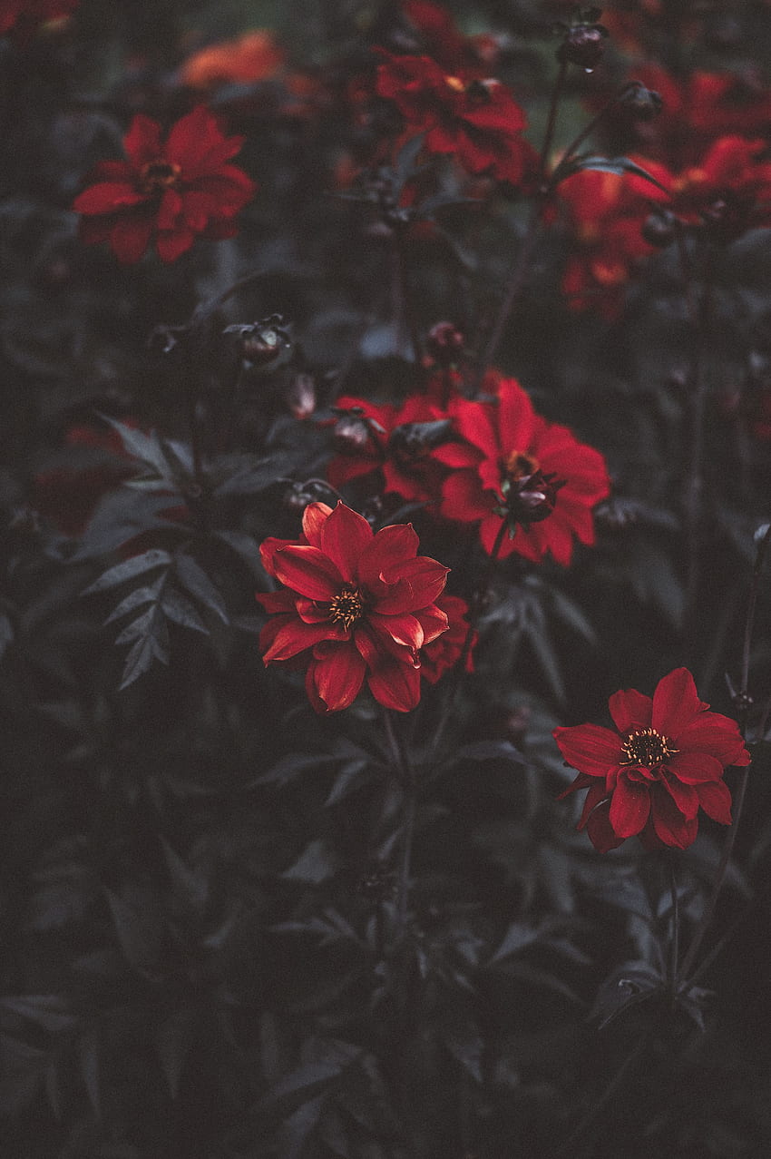 Flowers, Dark, Blur, Smooth HD phone wallpaper | Pxfuel