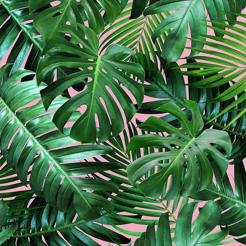 Tropische Blätter auf rosafarbenem Hintergrunddiagramm, tropisches Blatt HD-Handy-Hintergrundbild