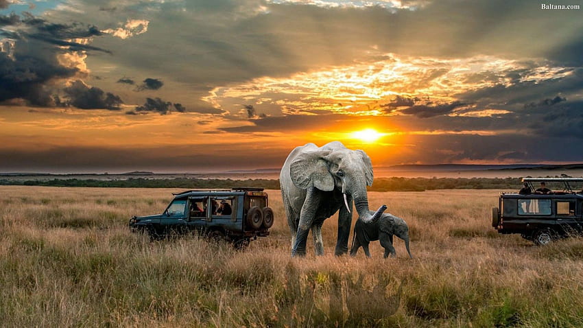 Elefant - Afrikanischer Elefant, Afrikanische Safari HD-Hintergrundbild