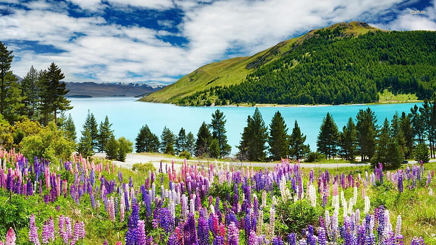 Lavender Field, 통로, 다발, 산, 호수, 일광, 일, 들, 꽃, 라벤더, 구름, 나무, 도로, 자연, 하늘, 물, 숲 HD 월페이퍼